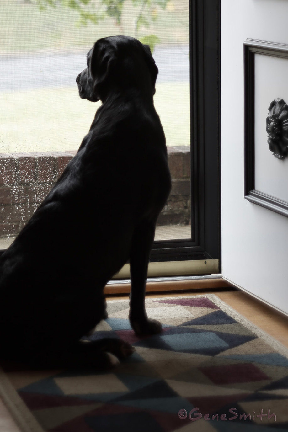 Here's my Bernie. He is captivated by the Boxer 'Stella' across the street. I made this photo last week after being inspired by Marc Levoy's lectures on Digital Photography from Stanford University. 